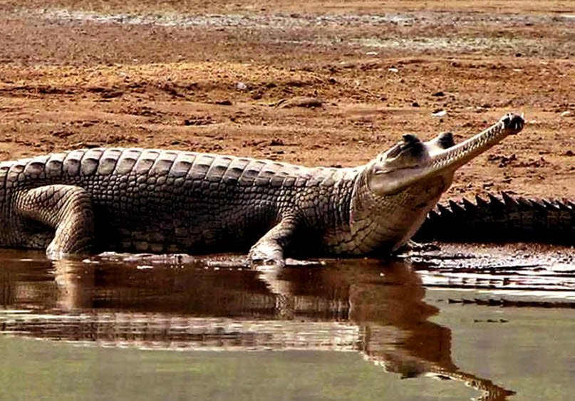 Shivaram Wildlife Sanctuary